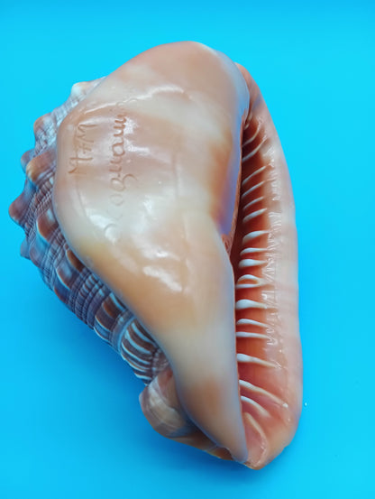 Signed Carved Cameo Three Graces Shell 4.7" – Premium Coastal Decor Accent