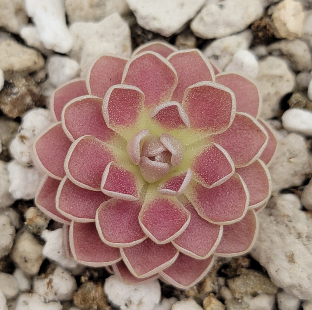 Pinguicula 'Florian' – Registered Hybrid Carnivorous Butterwort | Live Plant