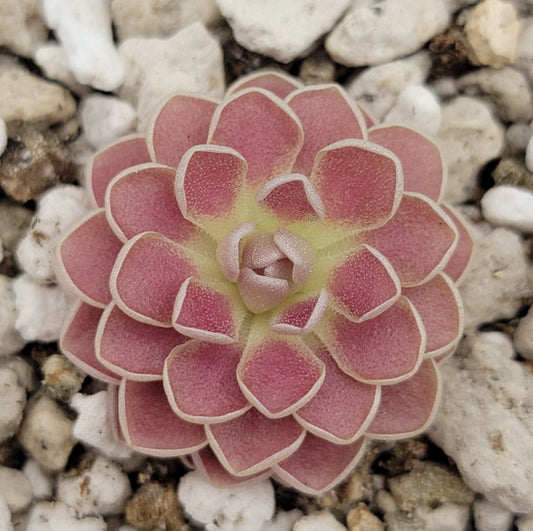 Pinguicula 'Florian' – Registered Hybrid Carnivorous Butterwort | Live Plant