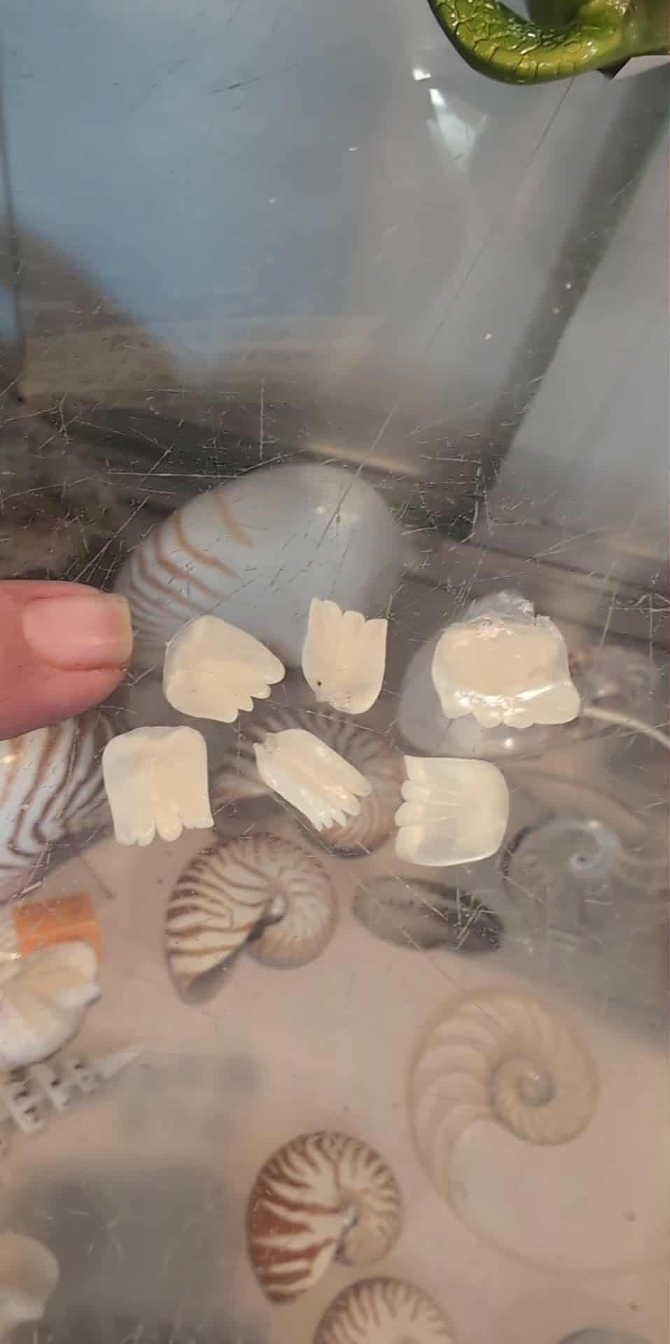 Tarpon Fish Scales – Natural Craft Shells for DIY Projects (Small & Large Sizes)