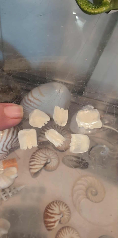 Tarpon Fish Scales – Natural Craft Shells for DIY Projects (Small & Large Sizes)