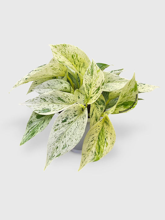 Snow White Icy Pothos