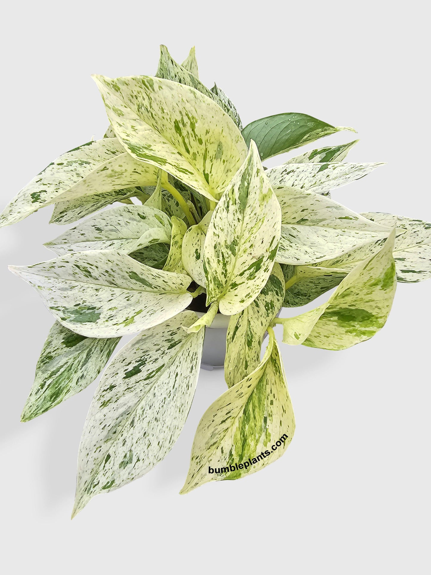 Snow White Icy Pothos