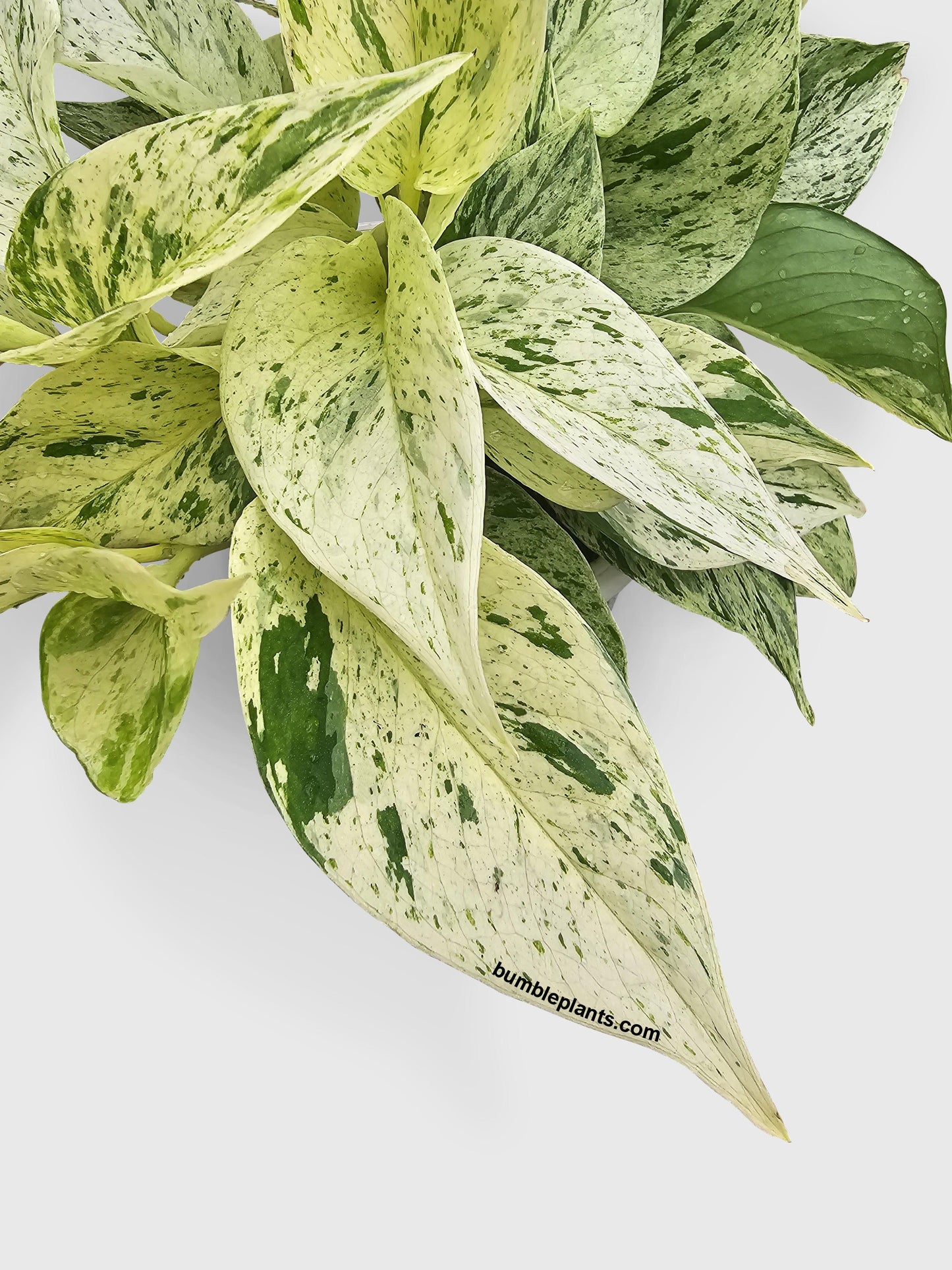 Snow White Icy Pothos