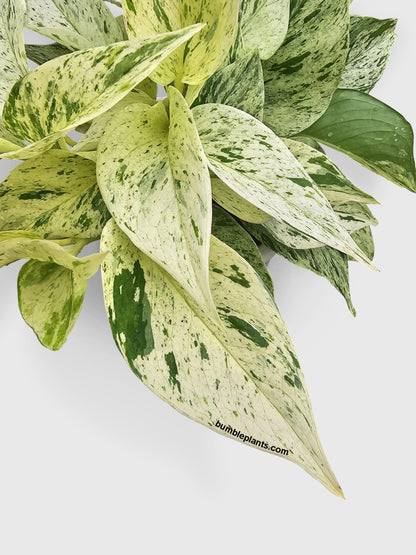 Snow White Icy Pothos