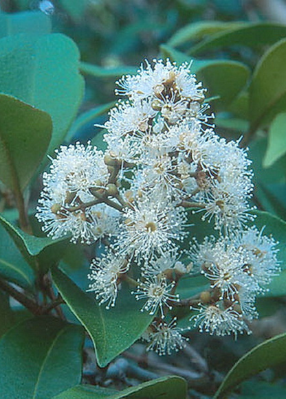 Spice Wood (Myrcia neopallens, syn. Calyptranthes pallens)