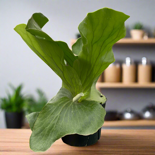 Fern 'Elephant' – Microsorum musifolium Crocodile Fern | Elephant Ear Fern Houseplant