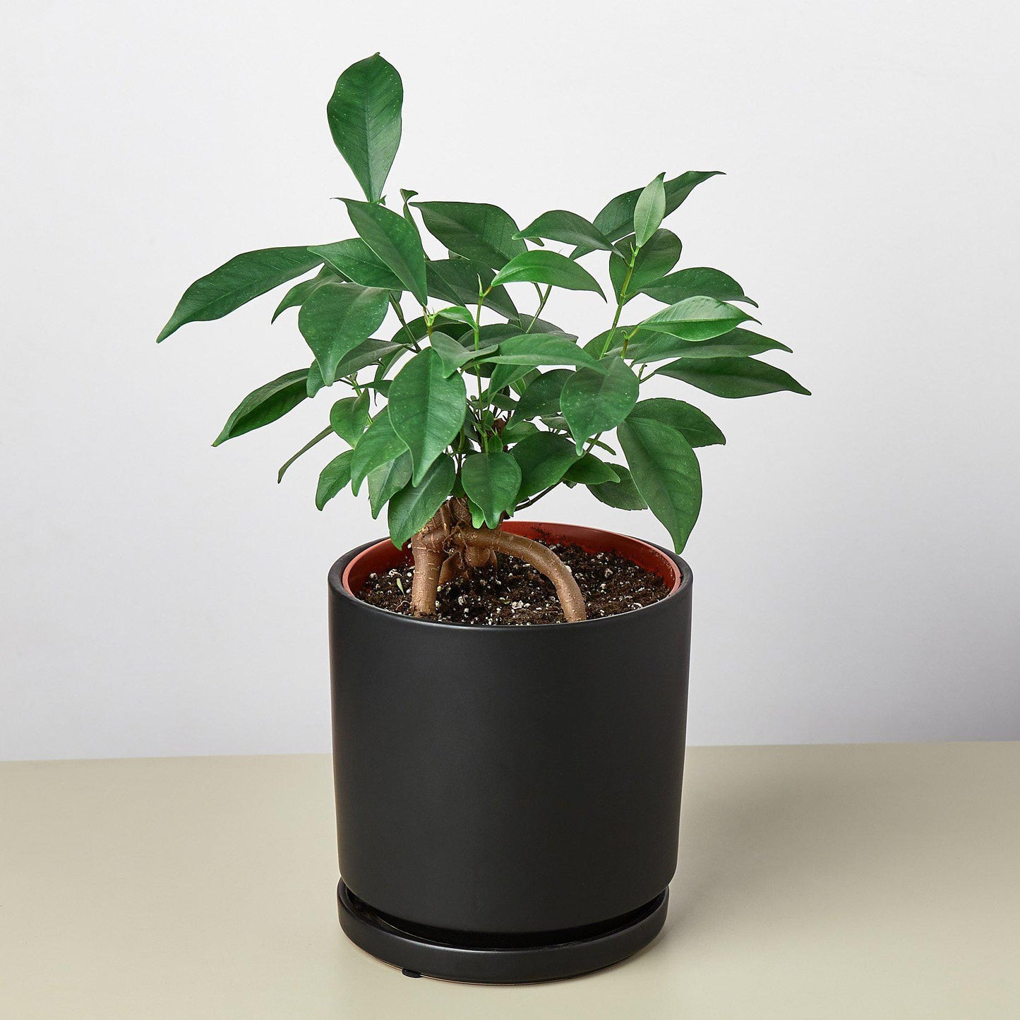 Cylinder Planter -- black or white
