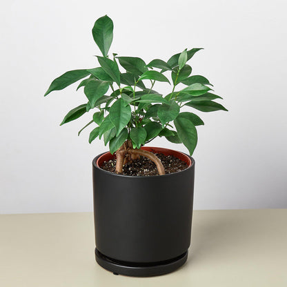 Cylinder Planter -- black or white