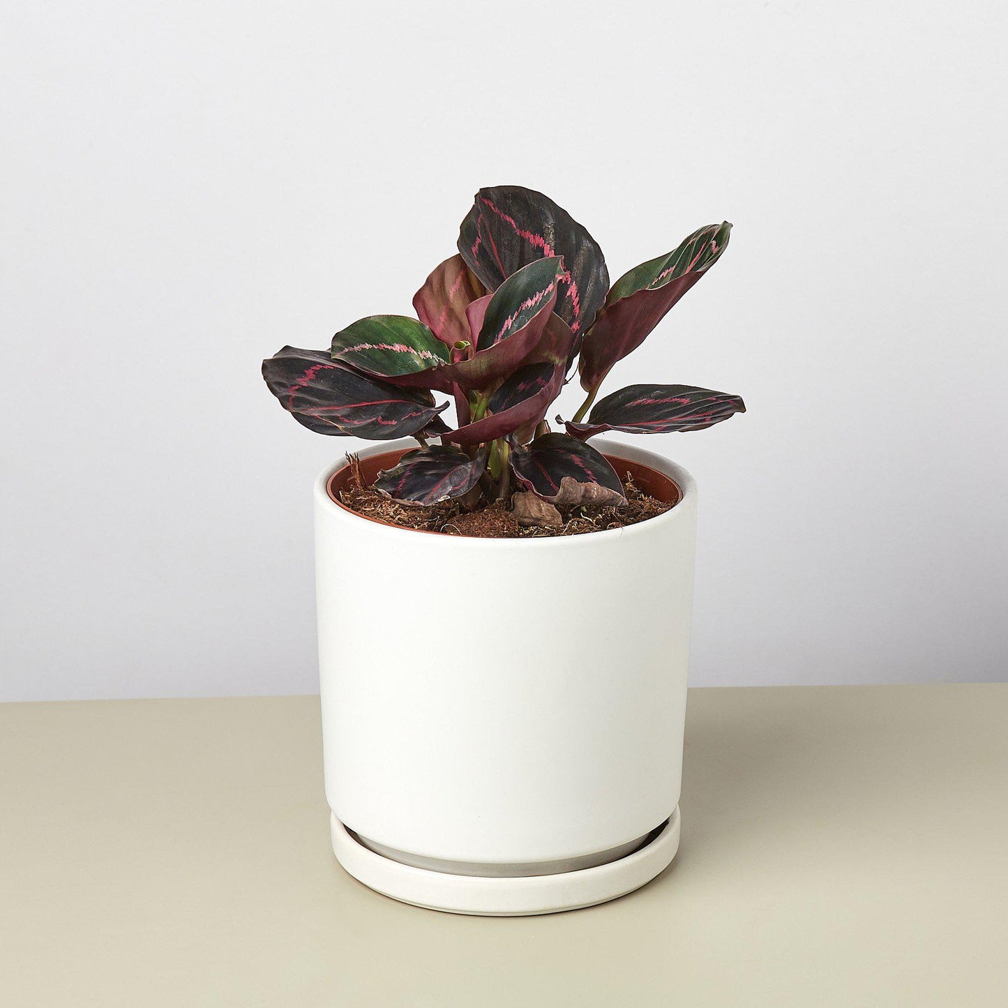 Cylinder Planter -- black or white