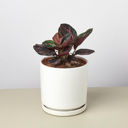 Cylinder Planter -- black or white