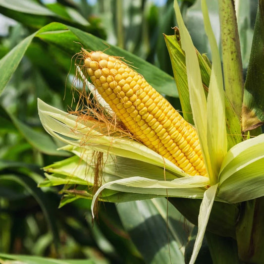 Organic Sweet Corn Seeds for Planting – High-Yield, Non-GMO Vegetable Seeds for Home Garden & Farm Use
