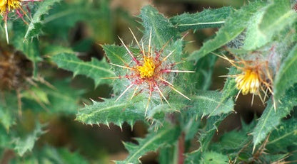 Blessed Thistle