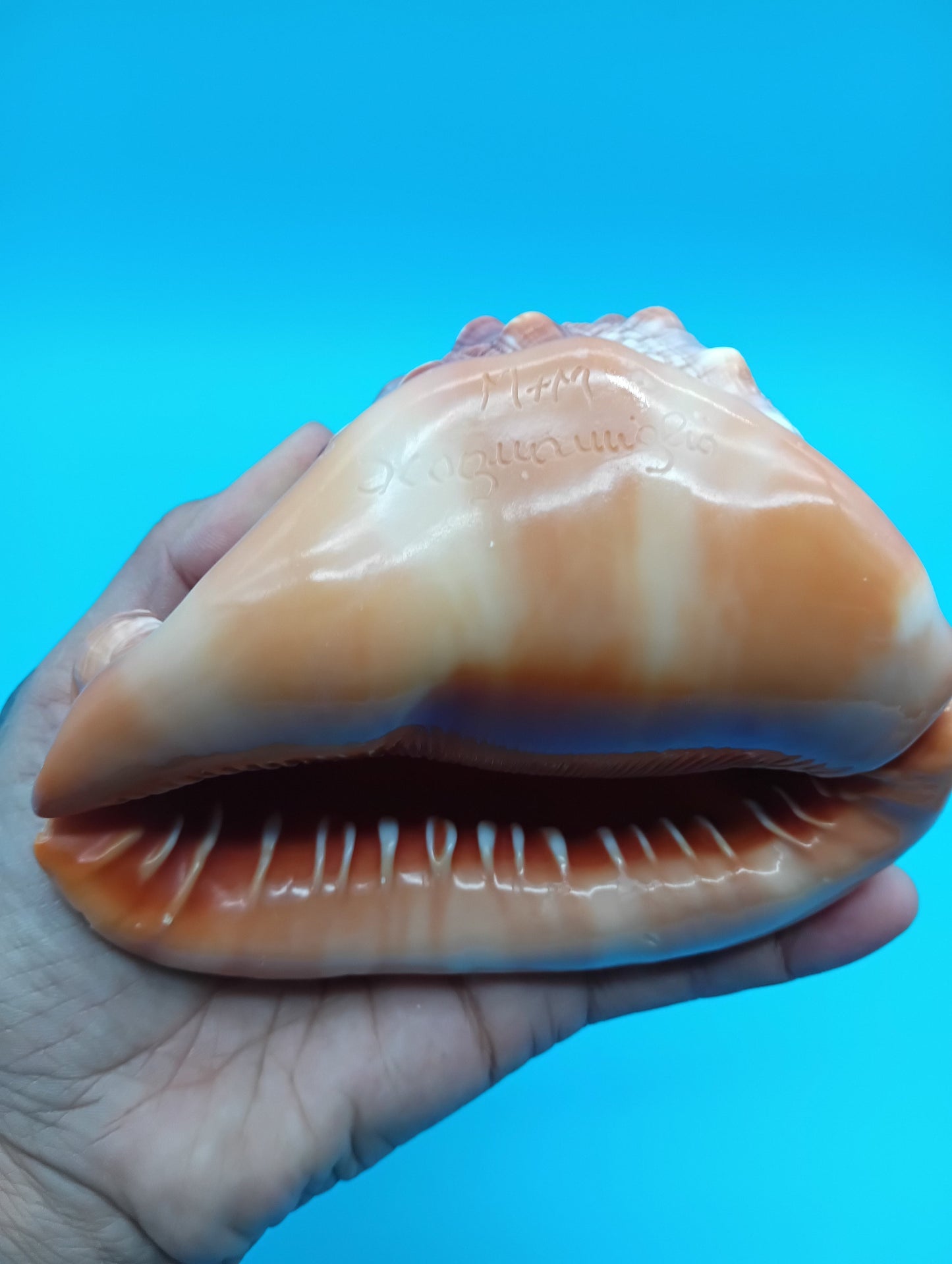 Signed Carved Cameo Three Graces Shell 4.7" – Premium Coastal Decor Accent