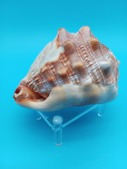 Signed Carved Cameo Three Grace Graces Shell 4.4" - Cassis Cornuta