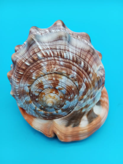 Signed Carved Cameo Three Graces Shell 4.7" – Premium Coastal Decor Accent