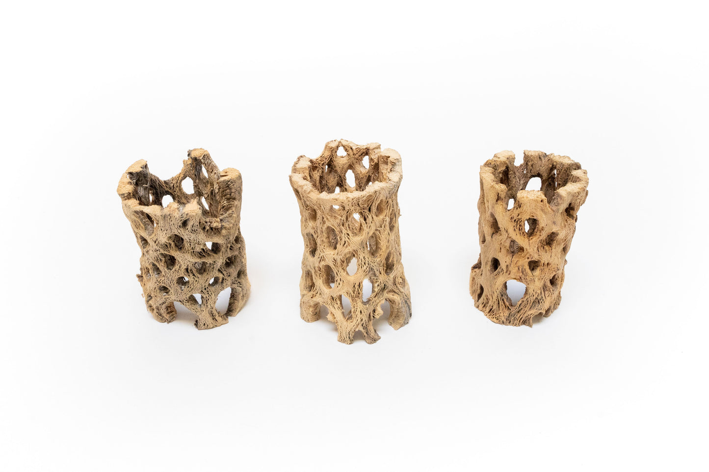 Natural Cholla Wood Containers with Assorted Tillandsia Air Plants - Set of 3 - 20% Off