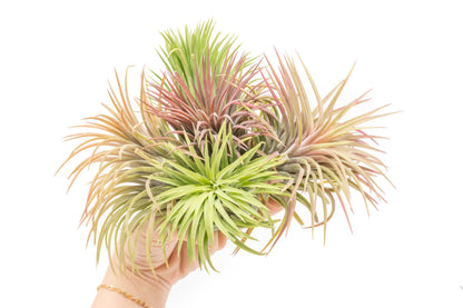 XL Tillandsia Ionantha Rubra Air Plants - Set of 10 or 20