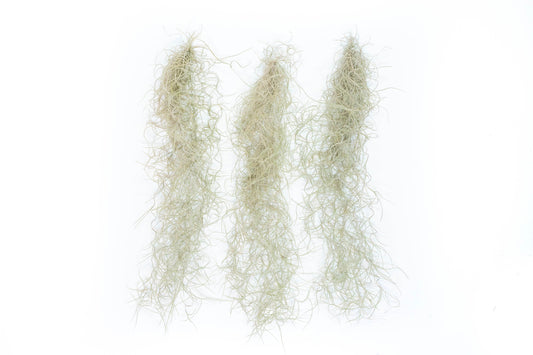 Tillandsia Guatemala Gray Spanish Moss - 1 Foot Clumps - Set of 3 or 6 Strands