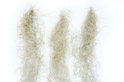 Tillandsia Guatemala Gray Spanish Moss - 1 Foot Clumps - Set of 3 or 6 Strands