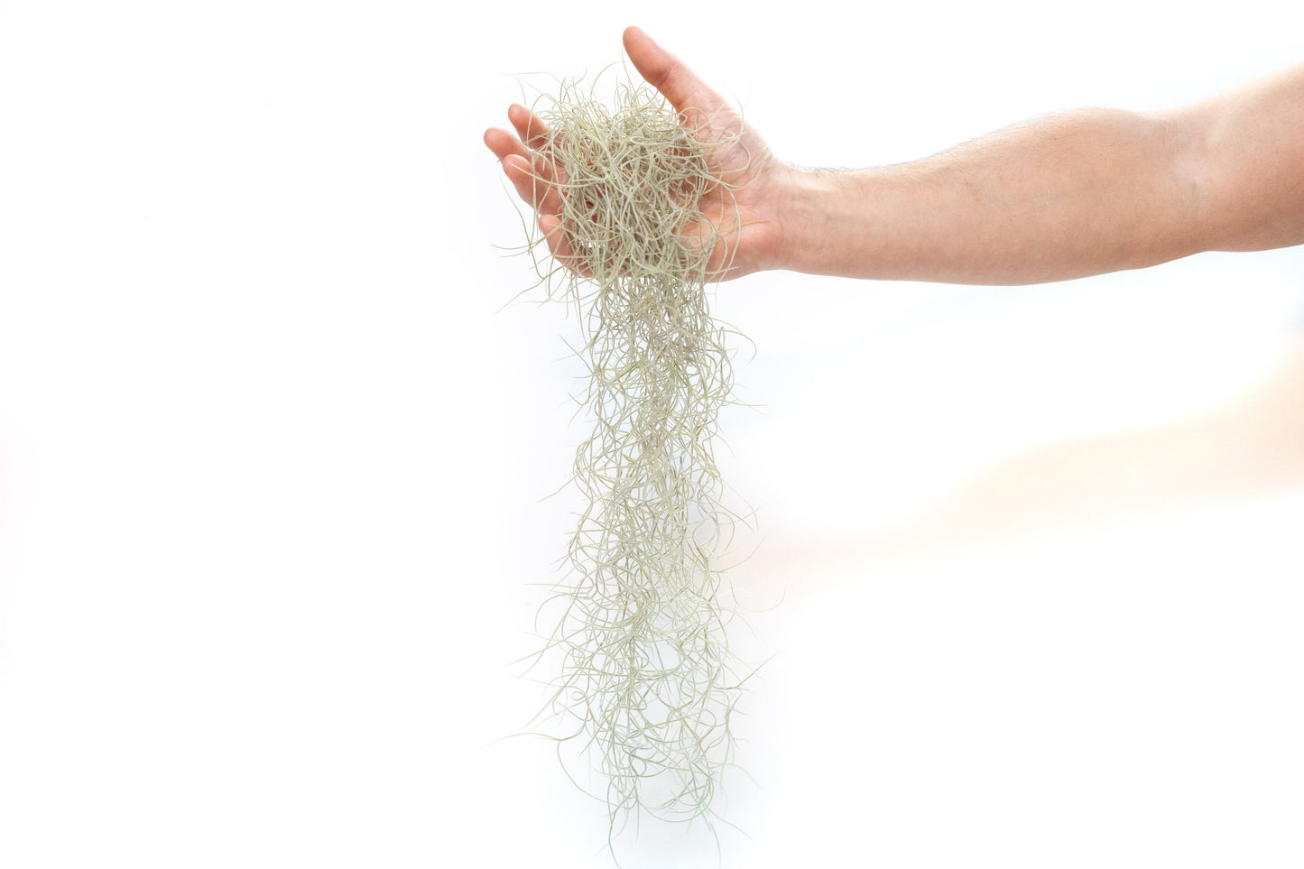 Tillandsia Guatemala Gray Spanish Moss - 1 Foot Clumps - Set of 3 or 6 Strands