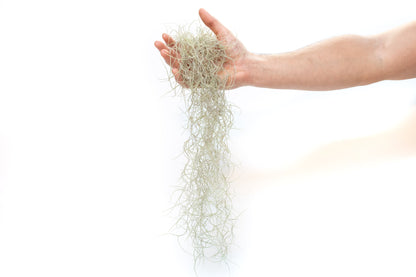 Tillandsia Guatemala Gray Spanish Moss - 1 Foot Clumps - Set of 3 or 6 Strands