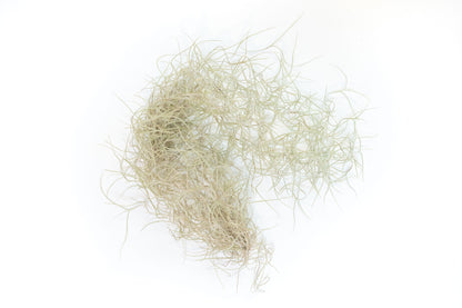 Tillandsia Guatemala Gray Spanish Moss - 1 Foot Clumps - Set of 3 or 6 Strands