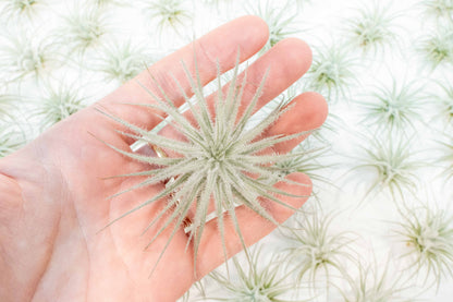 Tillandsia Tectorum Ecuador Air Plants - Set of 3, 6 or 9