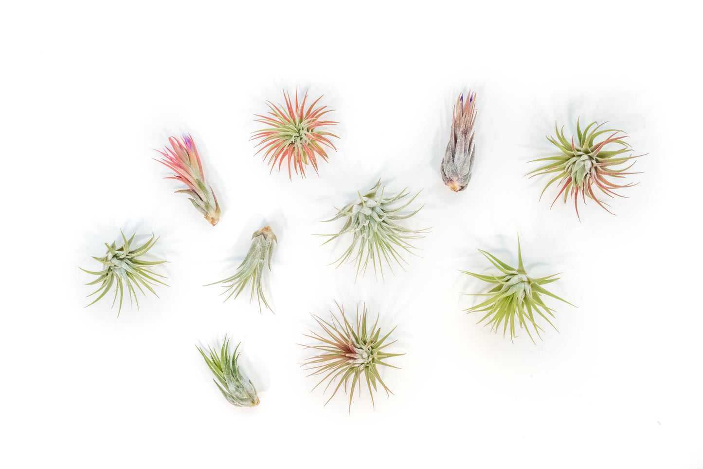 Tillandsia Ionantha Air Plant Super Packs - Set of 20, 30 or 50