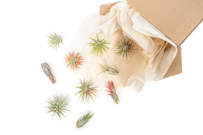 Tillandsia Ionantha Air Plant Super Packs - Set of 20, 30 or 50