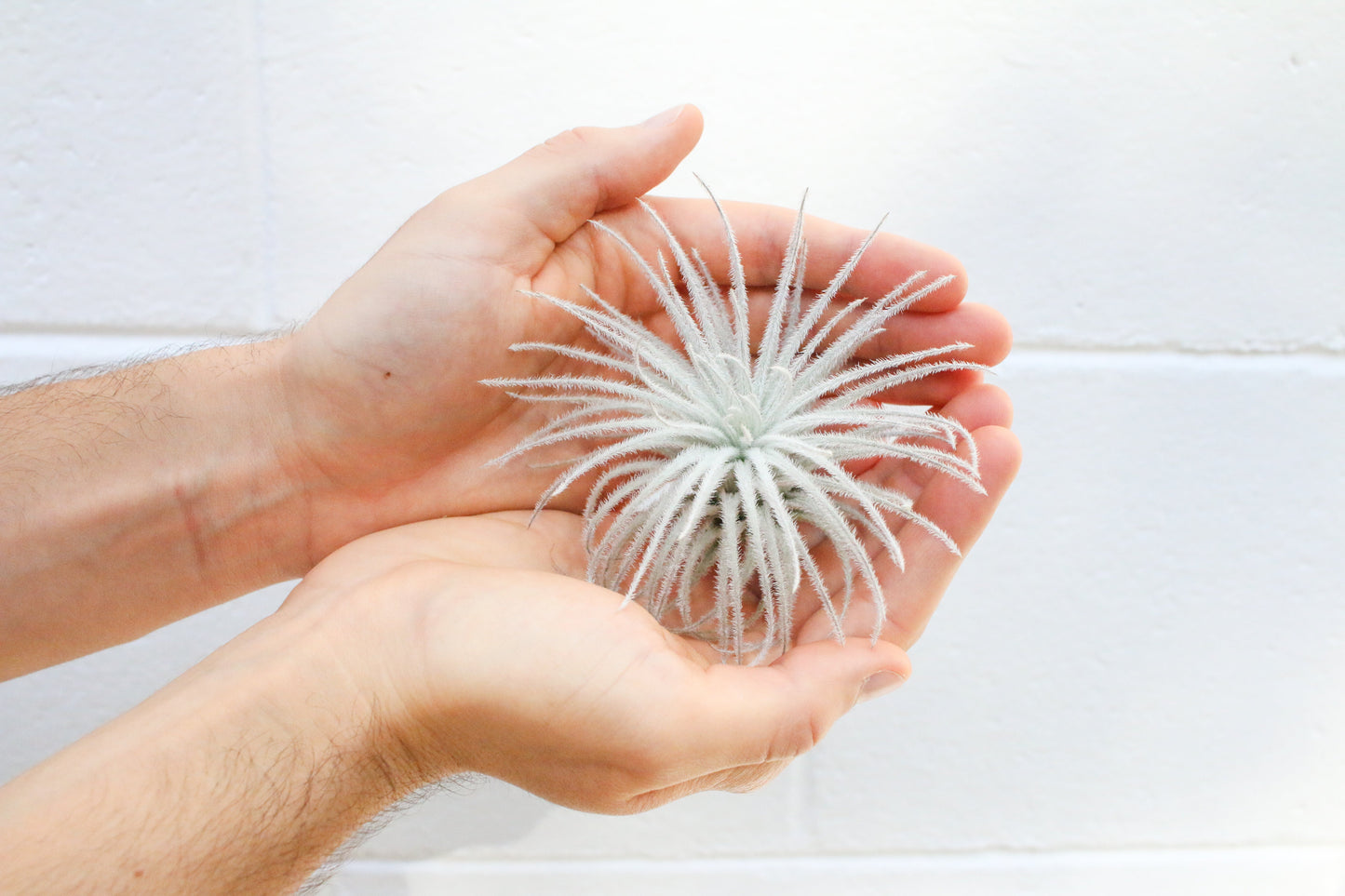 Tillandsia Tectorum Ecuador Air Plants - Set of 3, 6 or 9