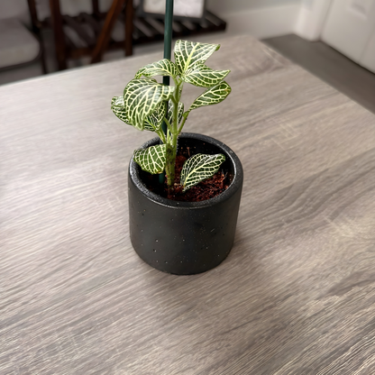 Silver Nerve Plant (Fittonia) – Patterned Foliage in Charlie Pots