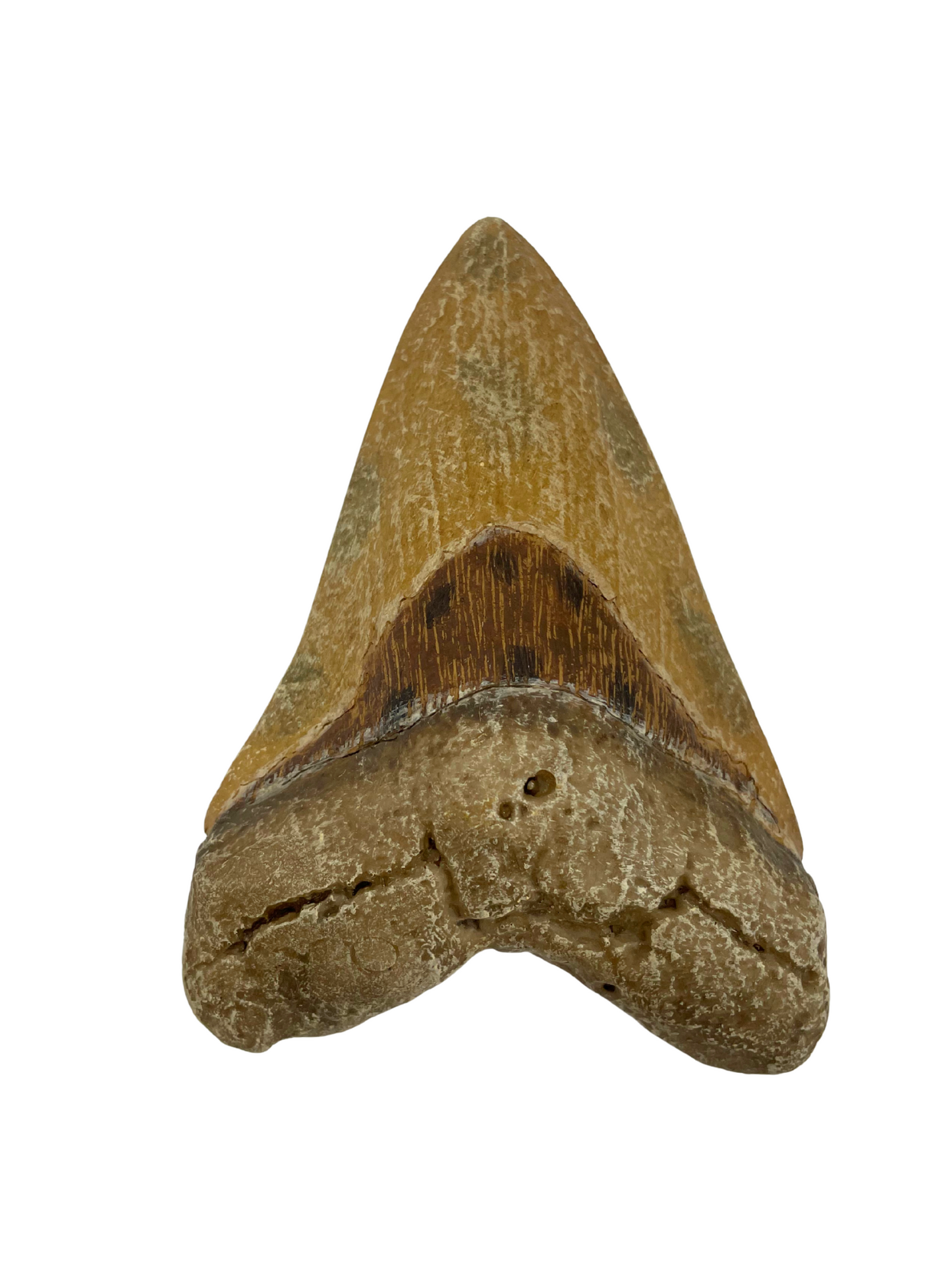 Science Museum of Minnesota Megalodon Tooth Replica