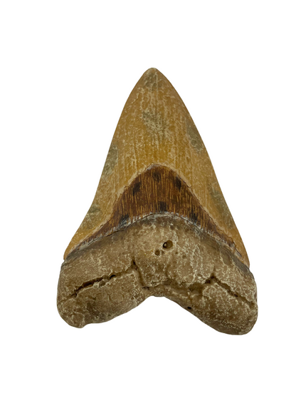 Science Museum of Minnesota Megalodon Tooth Replica