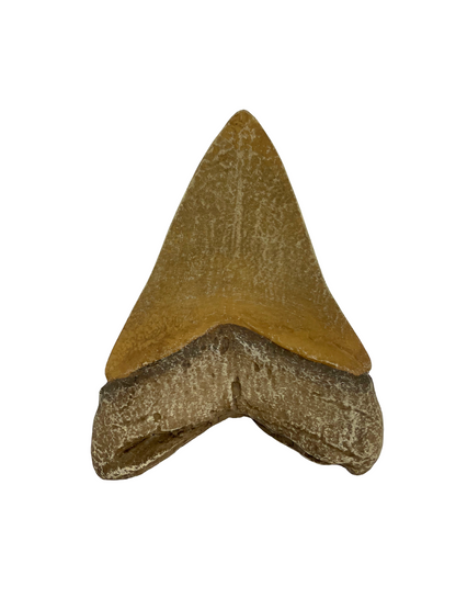 Science Museum of Minnesota Megalodon Tooth Replica