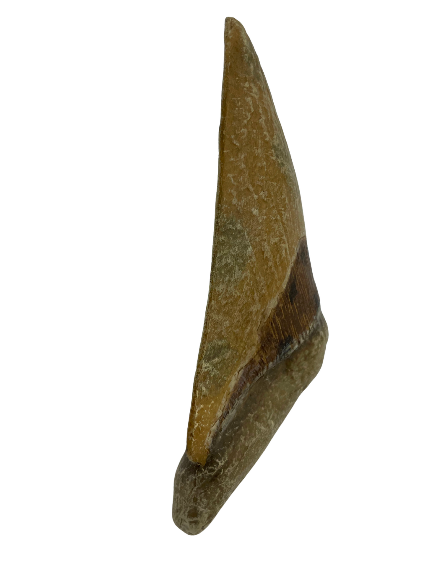 Science Museum of Minnesota Megalodon Tooth Replica