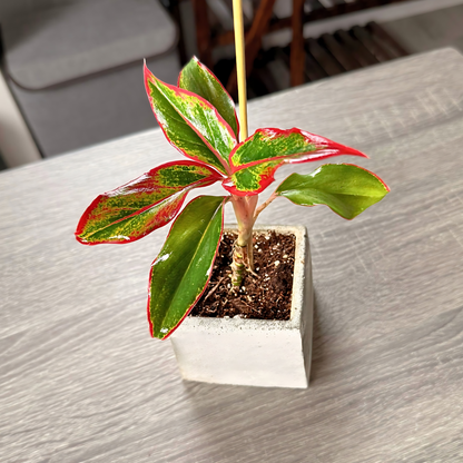 Aglaonema ‘King of Siam’ – Bold Tropical Foliage in Premium Pot Options