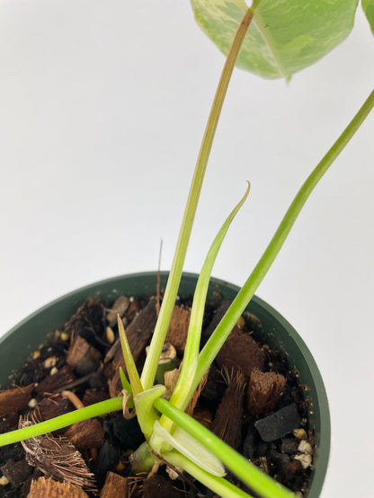 Variegated Philodendron Burle Marx