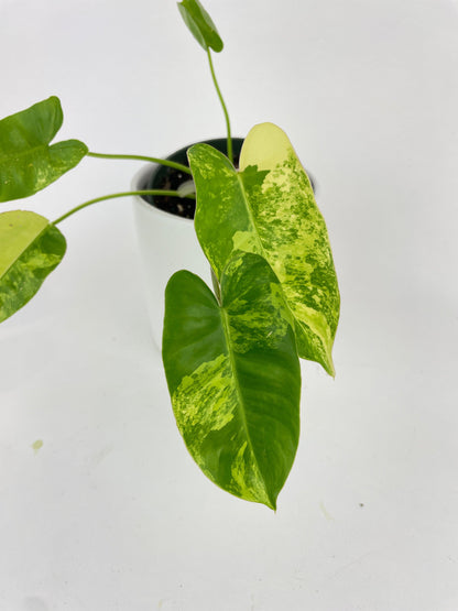 Variegated Philodendron Burle Marx