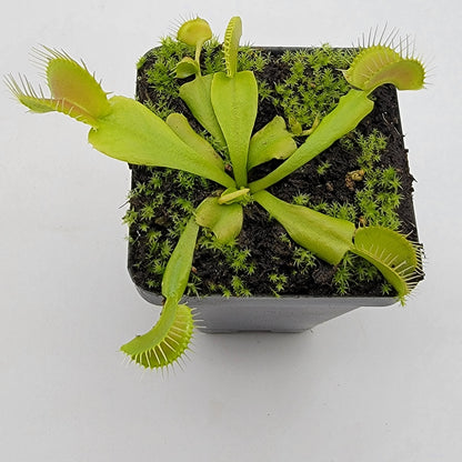 Venus flytrap (Dionaea muscipula) 'Double Trouble'