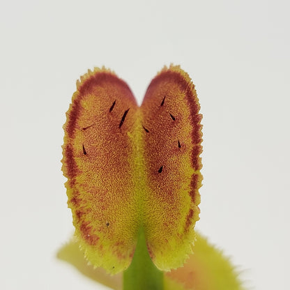 Venus flytrap (Dionaea muscipula) "FTS Trigger Happy"