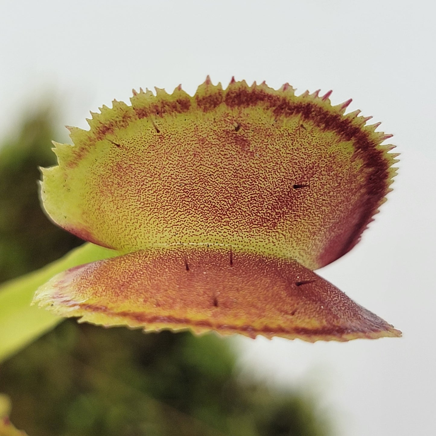 Venus flytrap (Dionaea muscipula) "FTS Trigger Happy"