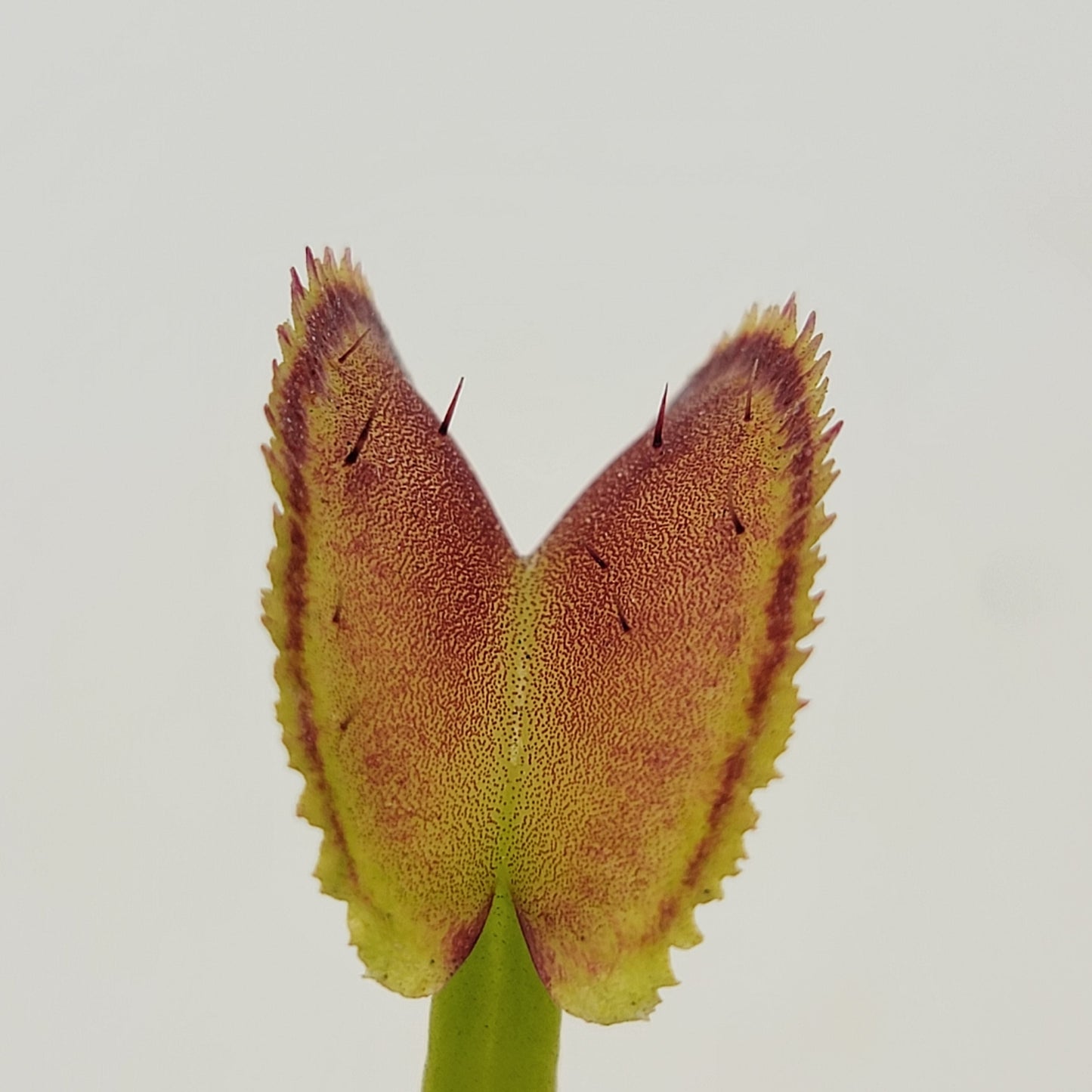 Venus flytrap (Dionaea muscipula) "FTS Trigger Happy"