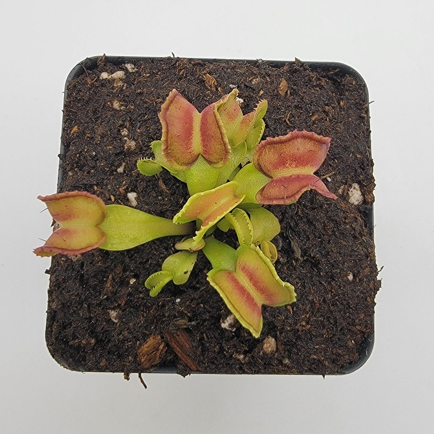 Venus flytrap (Dionaea muscipula) "GJ Giant Cudo"