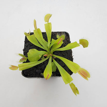 Venus flytrap (Dionaea muscipula) 'GJ Phalanx'