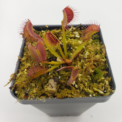 Venus Flytrap (Dionaea muscipula) 'Kayan' – Rare Carnivorous Plant Cultivar | Live Plant