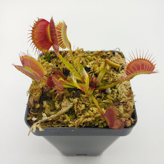Venus Flytrap (Dionaea muscipula) 'Kayan' – Rare Carnivorous Plant Cultivar | Live Plant