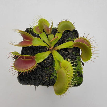 Venus flytrap (Dionaea muscipula)  'Low Giant' x 'Jaws smiley'