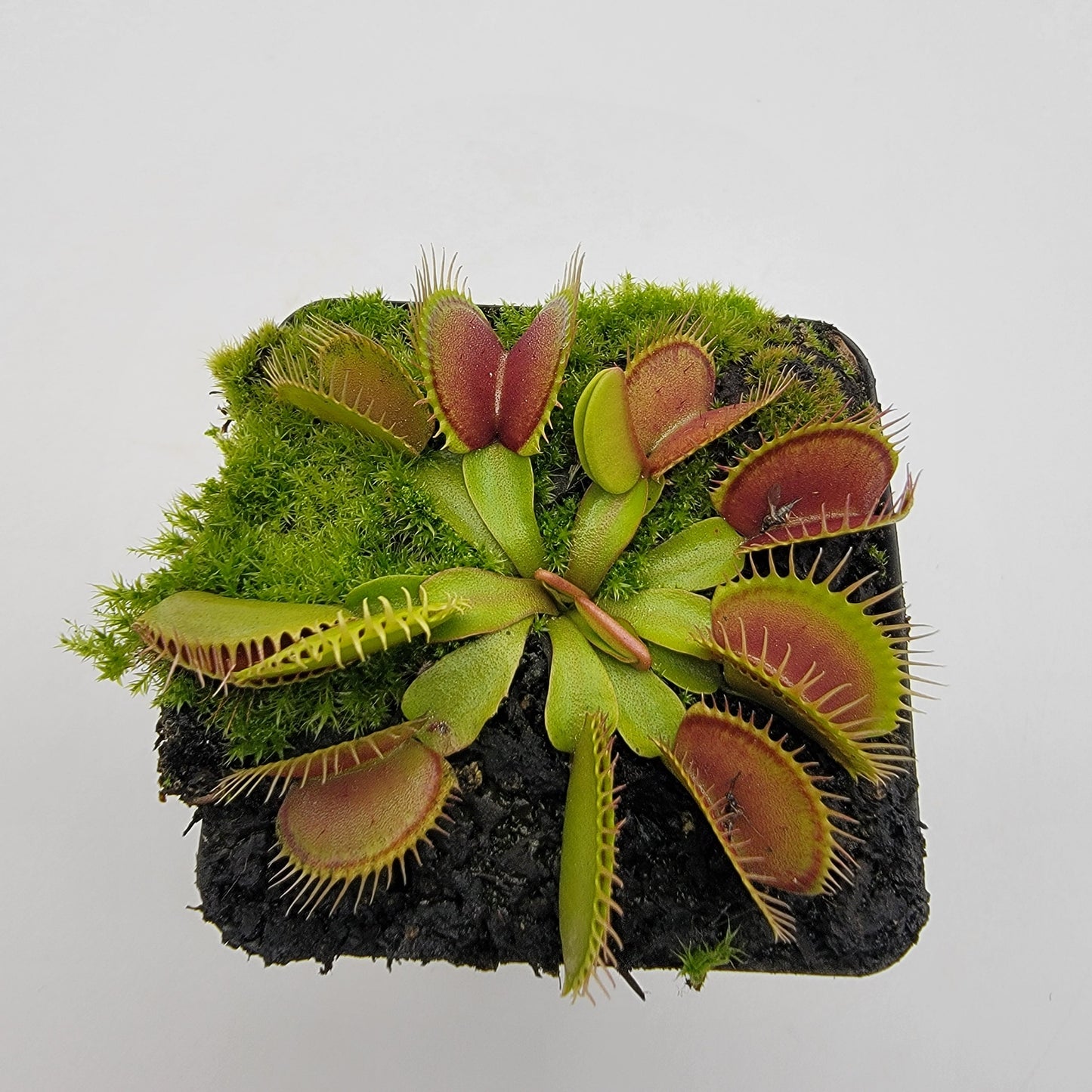 Venus Flytrap (Dionaea muscipula) 'Southwest Giant' – Large Carnivorous Plant Cultivar | Live Plant