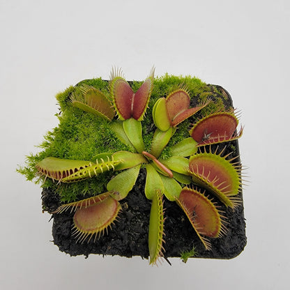 Venus Flytrap (Dionaea muscipula) 'Southwest Giant' – Large Carnivorous Plant Cultivar | Live Plant